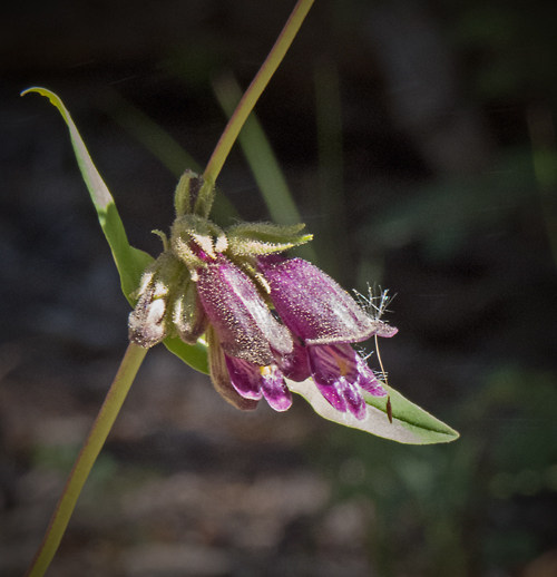 Whipple Penstemon.jpg